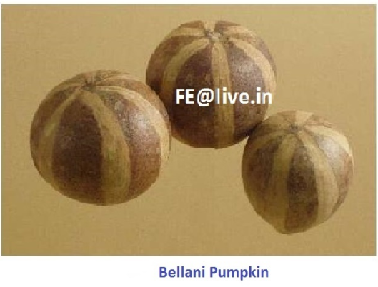 Bellani Pumpkin